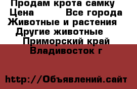 Продам крота самку › Цена ­ 200 - Все города Животные и растения » Другие животные   . Приморский край,Владивосток г.